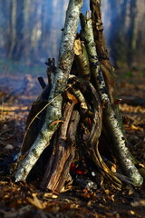 a tree in the forest