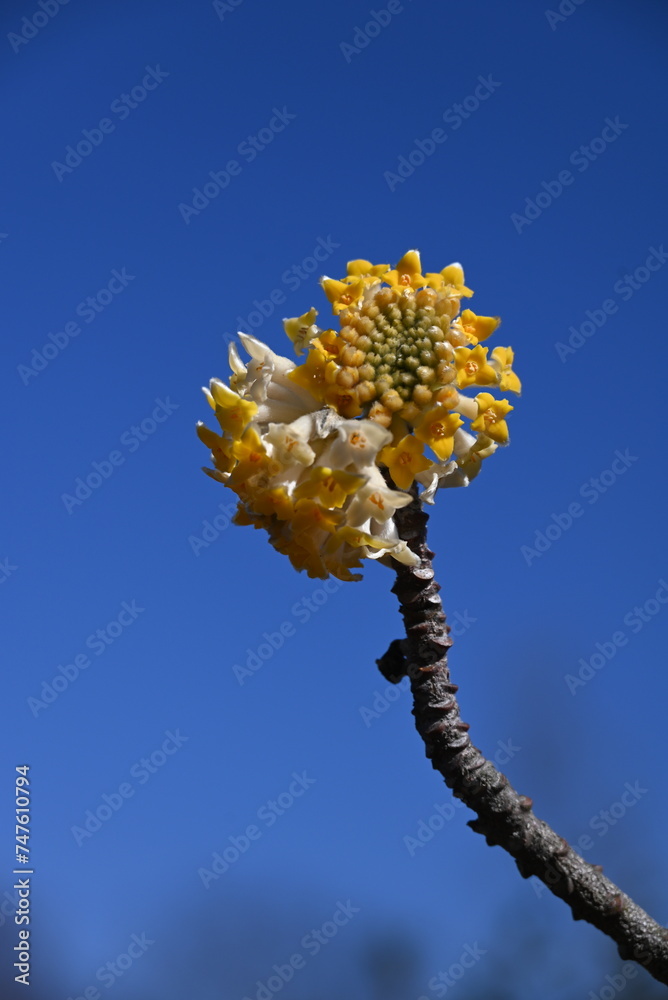 Canvas Prints Oriental paperbush flowers. Thymelaeaceae deciduous shrub. It blooms yellow flowers in spring, and its bark is used as a raw material for Japanese paper and banknotes.