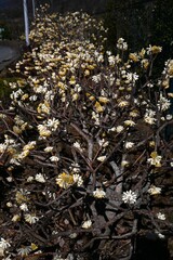 Oriental paperbush flowers. Thymelaeaceae deciduous shrub. It blooms yellow flowers in spring, and its bark is used as a raw material for Japanese paper and banknotes.