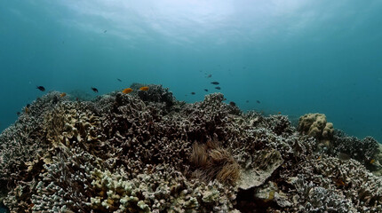 Underwater world with coral and fishes. Marine protected area.