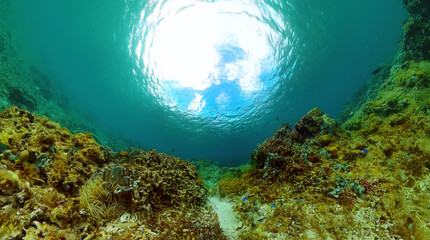 Fototapete bei efototapeten.de bestellen   