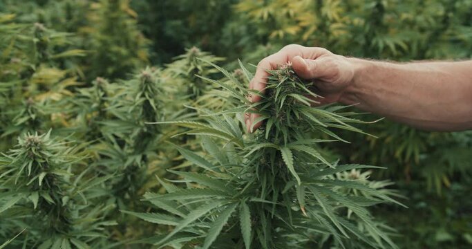 Cannabis plants during harvest - Medicinal Marihuana, CBD production in Austria