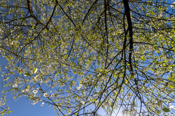 the first foliage on a cherry blossoming with white flowers in spring