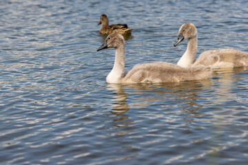 grey chicks of the white sibilant swan with grey down