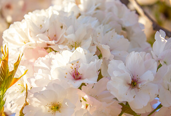 Amanogawa sakura blossom in full bloom. Beautiful nature spring background with a branch of blooming sakura.
