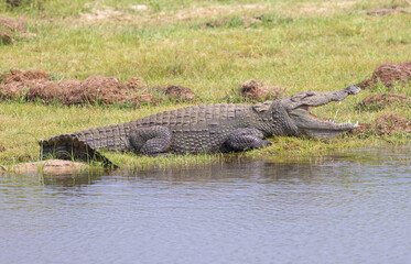 Crocodile lying on banks of river with mouth open seen in natural native habitat, Yala National Park, Sri Lanka
