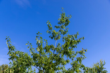 an oak tree in spring against a blue sky background