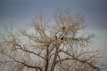 tree in winter with bald eagles