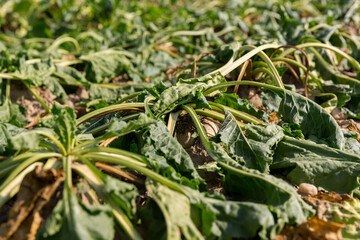 a field with withered beets during heat and drought