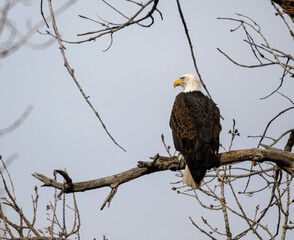 golden eagle on branch