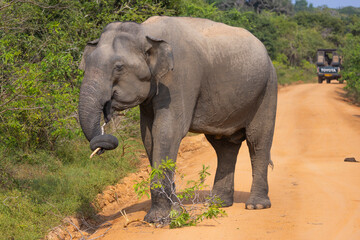 Huge elephant stops to feed on the road as a Four wheel drive (4WD) vehicles with tourists drives on, in Sri Lanka