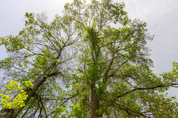 beautiful green foliage of trees in warm sunny weather