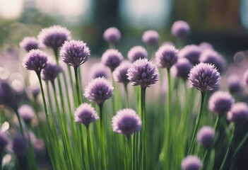 Obraz premium Violet or purple flowers field or meadow