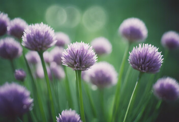 Close up of the flowers of some Chives