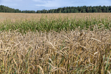 a field with cereals in sunny summer weather