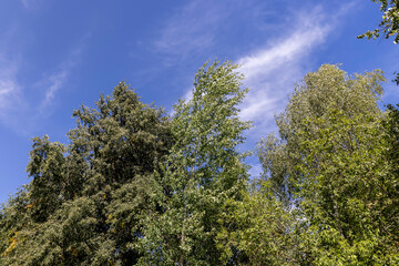 a large number of different deciduous trees in the summer