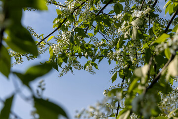 a flowering cherry tree in the spring season, a spring park