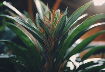 Obraz premium Exotic plant bush