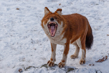 An angry red wolf looking at the camera. A red fox like animal showing its teeth towards the camera angrily. A predator in the attack position.