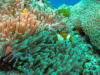 Clownfish and Sea Anemone: Scuba Diving in the Maldives