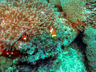 Fototapeta na wymiar Clownfish and Sea Anemone: Scuba Diving in the Maldives