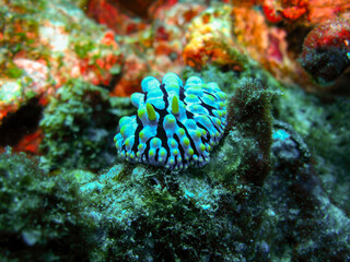 Nudibranch in Coral Reef: Scuba Diving in the Similan Islands, Thailand