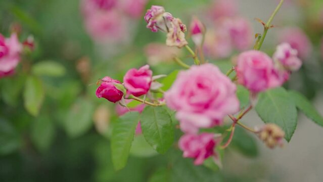 Bee Landing On Beautiful Pink Rose In A Garden