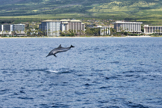 Spinner dolphin breaching off the shore of kaanapali on maui.