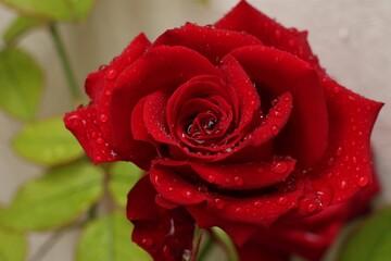Red rose with water drops 