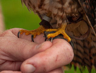 American Kestrel Falcon talents perched on a hand