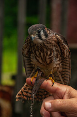 American Kestrel Falcon perched on a hand