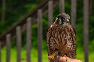 American Kestrel Falcon perched on a finger
