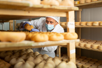 Skilled cheesemaker wearing white robe and protective face mask checking aging process of hard goat...
