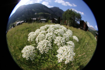 image of meadow flower in the alps of Switzerland, circle effect from fisheye lens
