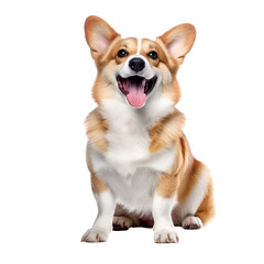Full-bodied corgi dog sitting with happiness, Isolated on Transparent Background, PNG