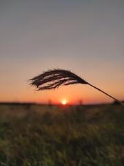 sunset in the field