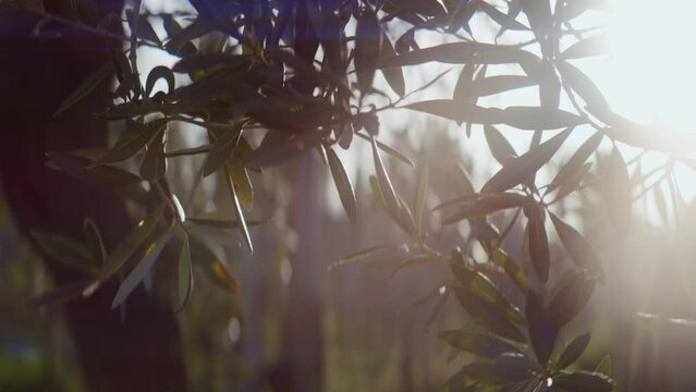 Olive Tree Branches In Flaring Sunlight