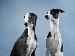 Two Greyhounds exhibit elegance, against a blue background. These sighthounds are poised, showcasing their lean silhouettes and noble demeanor