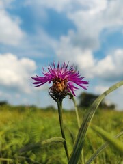 pink cornflower 