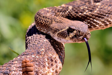 close up of a snake