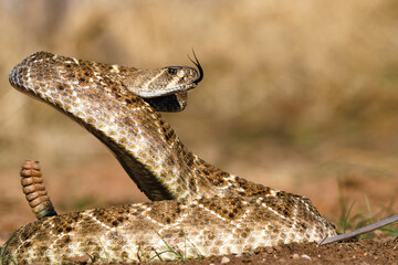snake in the sun