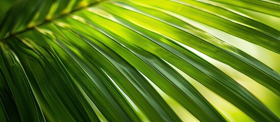 This photo showcases a stunning close up view of a vibrant green palm leaf, highlighting the intricate details and textures of the leaf up close.