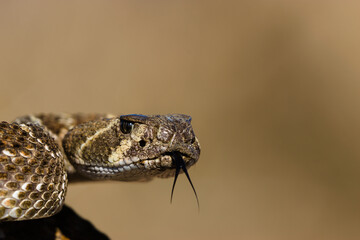 close up of a snake