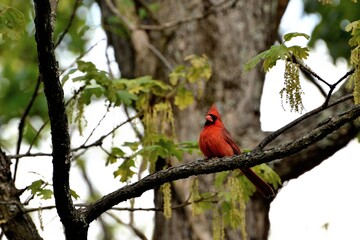 Cardinal