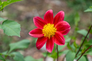 red dahlia flower