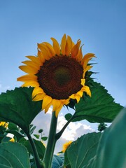 sunflower in the field