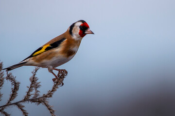 European goldfinch isolated on a thistle. Colorful bird whith red yellow black brown and white...