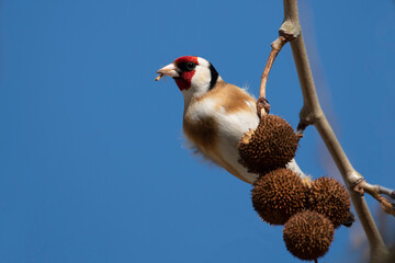 A European goldfinch or simply goldfinch isolated on plane tree. Goldfinch eating plane tree seeds....