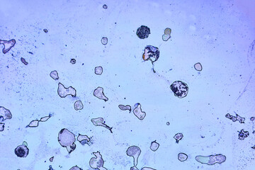 life under a microscope - 747652761