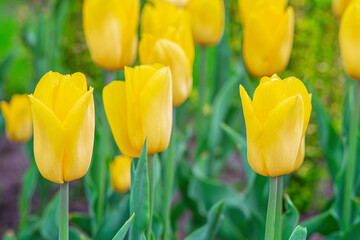 Yellow tulip flower blooming in a meadow, park, flowerbed outdoor. World Tulip Day. Tulips field,...